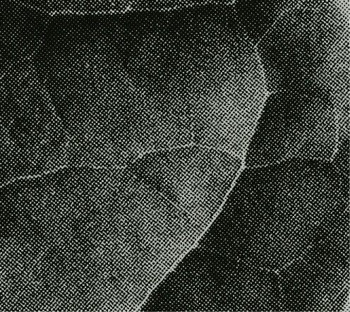 Close-up of cracked, textured, dark surface resembling dried earth or worn material.